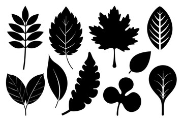 set of collection of various leaf silhouettes,various leaf  icon set