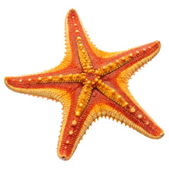 Starfish isolated on transparent background  
