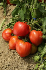 Pomodori Cuore di Bue Rossi Maturi sulla Pianta in Campo