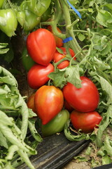 Pomodori Cuore di Bue Rossi Maturi sulla Pianta in Campo