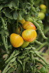 Pomodori  su pianta,  con sfumature di giallo, arancio e verde vibranti, in un campo agricolo soleggiato. Crescita biologica e natura rigogliosa.