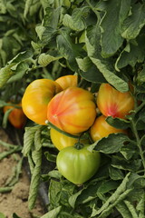 Pomodori  su pianta,  con sfumature di giallo, arancio e verde vibranti, in un campo agricolo soleggiato. Crescita biologica e natura rigogliosa.