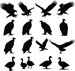 Black bird silhouettes set including eagles, vultures, and ducks in various poses for wildlife, nature, and animal vector illustration design