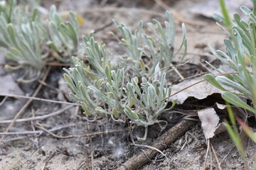 close up of a green grass