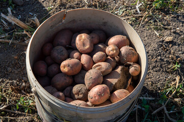 Farmers gather freshly dug potatoes in a bucket, showcasing the harvest from a field on a sunny autumn day