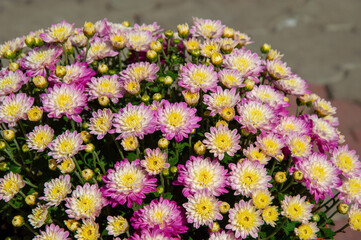 Fototapeta premium Vibrant bouquet of pink and yellow flowers fills the garden space, showcasing nature's beauty under bright sunlight