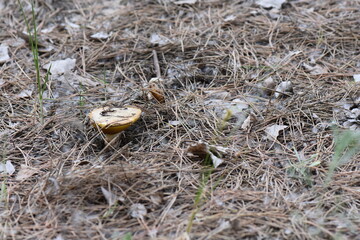 Mushroom on the ground in the pine forest. Close-up
