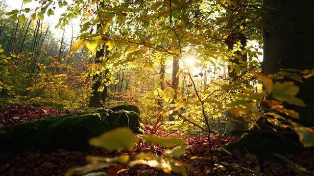 The sun shining behind beautiful yellow autumn leaves of a tiny tree in a forest with a gentle breeze
