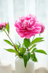 Close-up beautiful single pink peony flower in a ribbed white vase