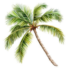 Fototapeta premium Coconut tree, 3D model isolated on transparent background.