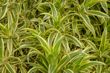 Background pattern and texture of Dracaena reflexa leaves. Ecology and environmental concept. For graphic design, 3D rendering and banner background