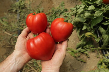Mani che raccolgono pomodori Cuore di Bue freschi nell'orto