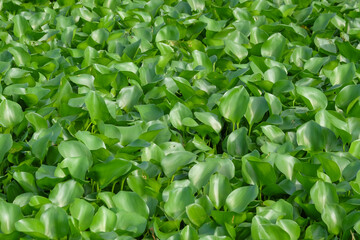 Background pattern and texture of a collection of green water hyacinth leaves. Ecological and environmental concept. For graphic design, 3D rendering and banner background