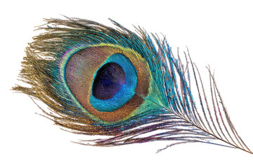 Peacock feather, vibrant colors,  eye-like center