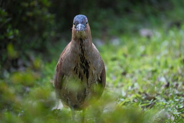 Malayan Night Heron closeup with detailed plumage in Taipei, Taiwan