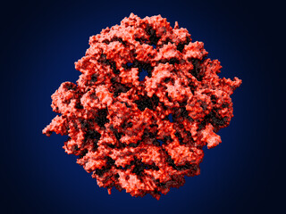 UCC118 Rool RNA (Hexameric RNA). Multimerization of RNA  ensures high stability, high efficacy, and prolonged action of RNA-based drugs. 
