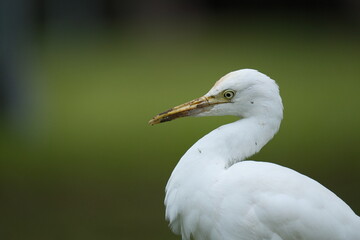 Cattle Egret portrait with clean background in Taipei City, Taiwan