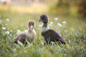 little ducklings in green grass in the rays of the setting sun