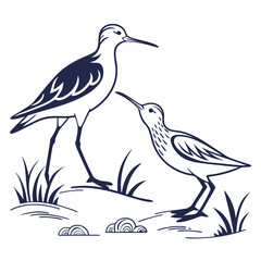 Illustration of two sandpipers, one adult and one juvenile, perfect for nature guides, educational materials, or coastalthemed designs, line art