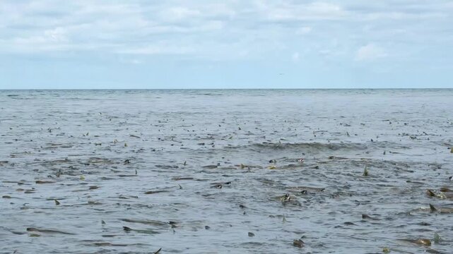 A large number of chum salmon on the sea coast are preparing for spawning.