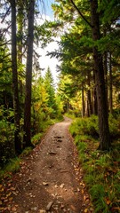 Obraz premium Sunlit forest path winds through autumnal trees