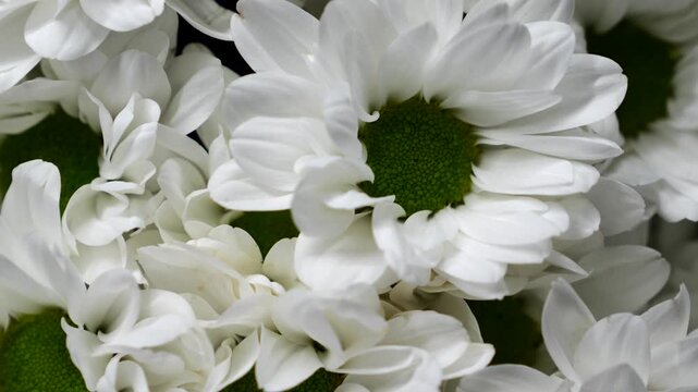 Close-up of white daisies.
A cluster of white asters or chrysanthemums.
Chrysanthemums in a vase at a garden center.
Chrysanthemums blooming in a park.