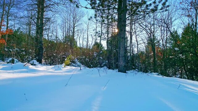 Beautiful aerial winter nature, snow covered forest, flickering sun, bright day