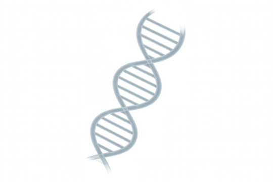 Rotating translucent dna double helix on transparent background, ideal for science, biology, and medical presentations