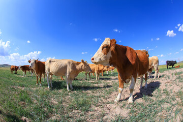A herd of cattle on the prairie