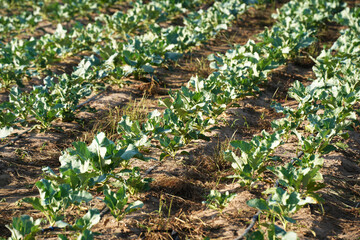 The radishes in the field are growing.