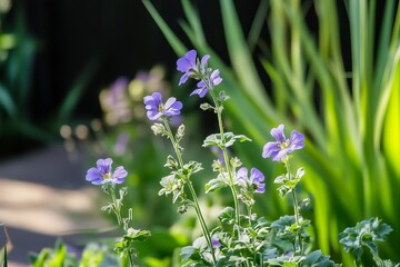 Purple flowers in garden bed, bathed in sunlight