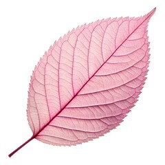 Magenta Cherry Leaf Elegant Tropical Foliage with Smooth Glossy Green Charm Exotic Botanical Beauty Fresh Organic Still Life Natural Wellness and Vitality on White Background