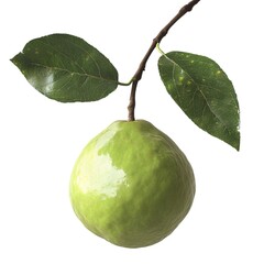 Fresh Green Guava Fruit Hanging on a Branch Isolated on White Background Organic Healthy Ingredient