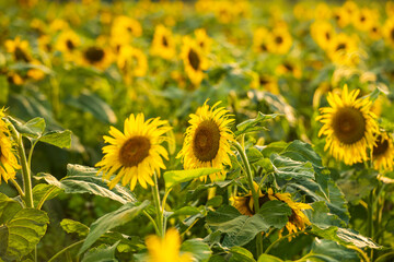 Sunflower under the blue sky
