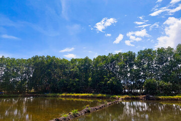 Fish Pond, Neat Trees and Beautiful Sky