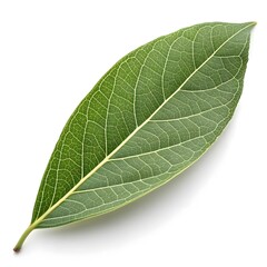 Quandong Leaf Distinct Native Foliage with Smooth Glossy Green Form Exotic Botanical Elegance Fresh Organic Still Life Natural Wellness and Vitality on White Background