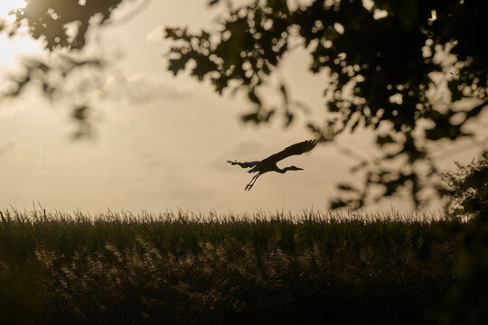 silhouette of a heron taking off