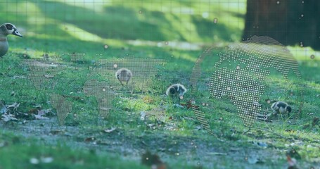 Foraging three goslings on grass in park, with leaves, dotted world map overlay and waterfowl head