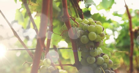 Hanging green grape cluster on vine branches catching sunlight in vineyard, with metal trellis