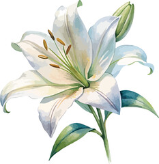 White Lily Elegant Flower Watercolor Botanical Vector Illustration