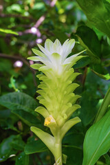 Obraz premium Siam Tulip (Dok Krachiao) in full bloom showcasing its distinctive green bracts transitioning to white petals. Set against a lush green background this tropical flower embodies natural beauty.