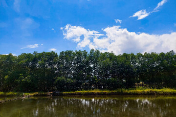Fish Pond, Neat Trees and Beautiful Sky