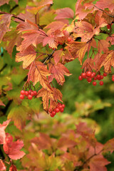 Autumn leaves and red berries of Viburnum 
