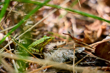 kleiner Wasserfrosch sitzt im Wald