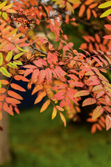 Autumn rowan tree branch with bright red and orange leaves