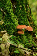 Mushrooms growing on a tree stump in the autumn forest