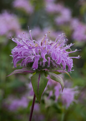 Purple flower in the garden