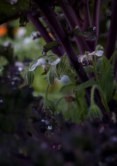 White flower among purple kale