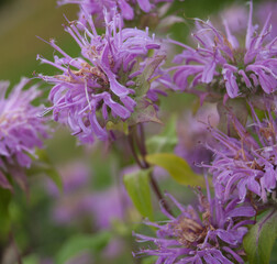 Lilac lemon mint in summer