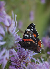 Black and orange butterfly sitting on purple flower